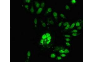 Immunofluorescent analysis of Hela cells using ABIN7168111 at dilution of 1:100 and Alexa Fluor 488-congugated AffiniPure Goat Anti-Rabbit IgG(H+L) (RNASEH2C Antikörper  (AA 1-164))