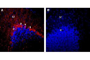 Expression of nAChRα7 in mouse cerebellum. (Cholinergic Receptor, Nicotinic, alpha 7 (Neuronal) (CHRNA7) Peptid)