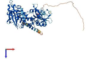 SHP1 Protein (AA 1-595) (His tag)
