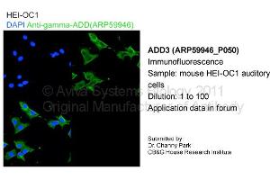 Image no. 1 for anti-Adducin 3 (Gamma) (ADD3) (C-Term) antibody (ABIN2788272) (ADD3 Antikörper  (C-Term))