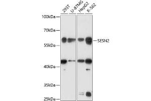 Western blot analysis of extracts of various cell lines, using SESN2 antibody (ABIN6128760, ABIN6147623, ABIN6147625 and ABIN6218513) at 1:3000 dilution. (Sestrin 2 Antikörper  (AA 211-480))