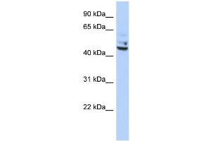 WB Suggested Anti-TP53I13 Antibody Titration:  0. (TP53I13 Antikörper  (Middle Region))
