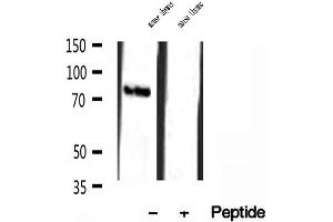 Western blot analysis of extracts of mouse thymus tissue, using TMEM173/STING antibody. (STING/TMEM173 Antikörper  (Internal Region))