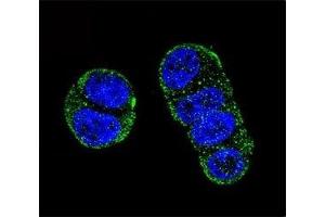 Confocal immunofluorescent analysis of PSMA antibody with ZR-75-1 cells followed by Alexa Fluor 488-conjugated goat anti-rabbit lgG (green). (PSMA Antikörper  (AA 161-190))