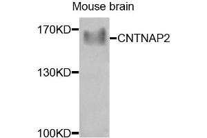 Western blot analysis of extracts of mouse brain, using CNTNAP2 antibody (ABIN4903332) at 1:1000 dilution. (CNTNAP2 Antikörper)