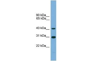 WB Suggested Anti-C1orf51 Antibody Titration: 0. (C1orf51 Antikörper  (Middle Region))