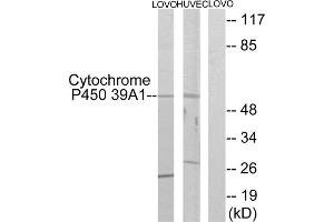 Western blot analysis of extracts from LOVO cells and HUVEC cells, using CYP39A1 antibody. (CYP39A1 Antikörper  (C-Term))