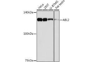 Western blot analysis of extracts of various cell lines, using  Rabbit mAb (ABIN7265361) at 1:1000 dilution. (ABL2 Antikörper)