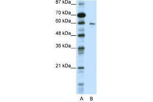 KCNG1 antibody used at 0.
