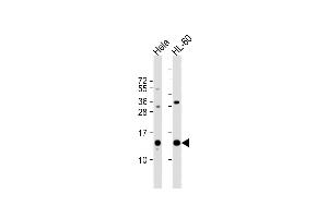 All lanes : Anti-PHF5A Antibody (C-term) at 1:1000 dilution Lane 1: Hela whole cell lysate Lane 2: HL-60 whole cell lysate Lysates/proteins at 20 μg per lane. (PHF5A Antikörper  (C-Term))
