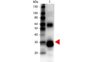 Western Blot of Biotin Conjugated Rabbit anti-L-Asparaginase Antibody. (ASRGL1 Antikörper  (Biotin))