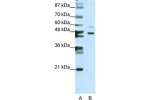 Western Blotting (WB) image for anti-Zinc Finger Protein 558 (ZNF558) antibody (ABIN2461973) (ZNF558 Antikörper)