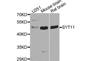 Western blot analysis of extract of various cells, using SYT11 antibody.