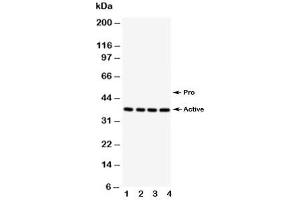 Western Blotting (WB) image for anti-Caspase 12 (Gene/pseudogene) (CASP12) (AA 71-84) antibody (ABIN3030292)