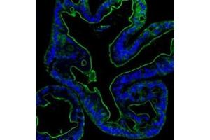 IF analysis of Villin using anti-Villin antibody (ABIN3042343). (Villin 1 Antikörper  (C-Term))