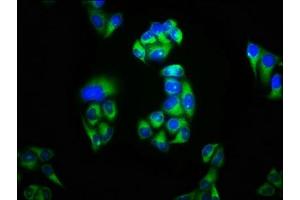 Immunofluorescence staining of Hela cells with ABIN7163932 at 1:100, counter-stained with DAPI.