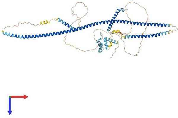 RAB11FIP4 Protein (AA 1-635) (His tag)
