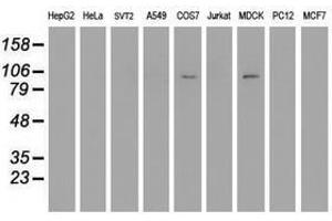 Image no. 2 for anti-Dipeptidyl-Peptidase 9 (DPP9) antibody (ABIN1497899) (DPP9 Antikörper)
