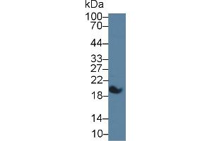 Western Blot; Sample: Porcine Lung lysate; Primary Ab: 5µg/ml Mouse Anti-Human CC16 Antibody Second Ab: 0.
