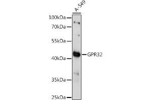 Western blot analysis of extracts of A-549 cells, using GPR32 antibody (ABIN7267303) at 1:1000 dilution. (GPR32 Antikörper  (AA 1-100))