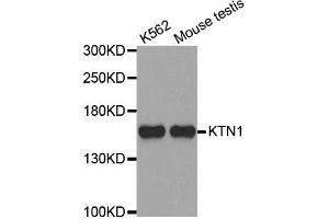 Western Blotting (WB) image for anti-Kinectin 1 (Kinesin Receptor) (KTN1) antibody (ABIN1980246) (KTN1 Antikörper)