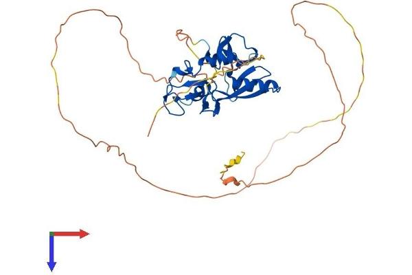 RNF146 Protein (AA 1-359) (His tag)