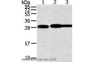 Western blot analysis of Hela, lovo and A431 cell, using STX10 Polyclonal Antibody at dilution of 1:800 (Syntaxin 10 Antikörper)
