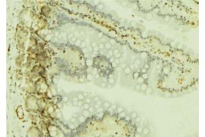 ABIN6277019 at 1/100 staining Mouse colon tissue by IHC-P. (RPS19 Antikörper  (Internal Region))