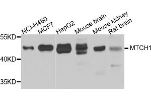Western blot analysis of extracts of various cell lines, using MTCH1 antibody. (MTCH1 Antikörper)