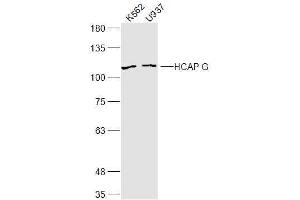 Lane 1: K562 lysates Lane 2: U937 lysates probed with HCAP G Polyclonal Antibody, Unconjugated  at 1:300 dilution and 4˚C overnight incubation. (NCAPG Antikörper  (AA 161-170))