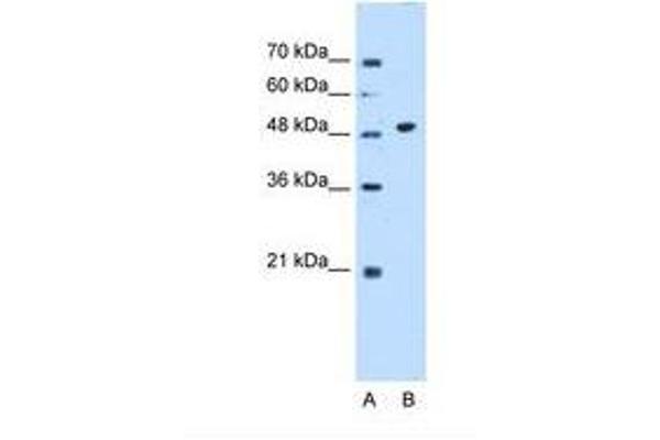 GTDC1 抗体  (AA 101-150)