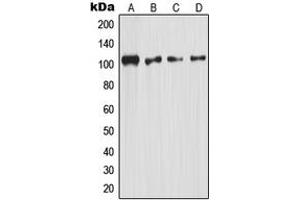 Western blot analysis of NF-kappaB p105 expression in HeLa (A), mouse kidney (B), rat kidney (C), rat liver (D) whole cell lysates. (NFKB1 Antikörper  (C-Term))