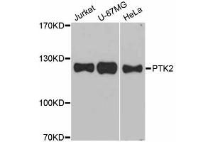 Western blot analysis of extracts of various cell lines, using PTK2 antibody. (FAK Antikörper)