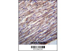 RASD1 Antibody immunohistochemistry analysis in formalin fixed and paraffin embedded human heart tissue followed by peroxidase conjugation of the secondary antibody and DAB staining.