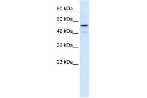 SNIP1 antibody used at 0. (SNIP1 Antikörper  (Middle Region))