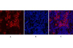 Immunofluorescence analysis of mouse spleen tissue.