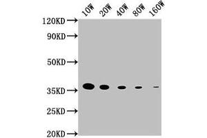 Western Blot Positive WB detected in: 15 μg hela whole cell lysate GAPDH antibody at 1:100000, 1:200000, 1:400000, 1:800000, 1:1600000 Secondary Goat polyclonal to mouse IgG at 1/50000 dilution Predicted band size: 36 KDa Observed band size: 36 KDa Exposure time: 5 min (GAPDH Antikörper  (AA 3-335))
