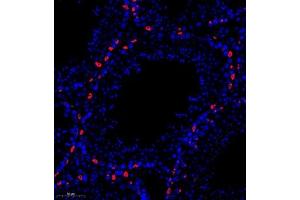 Immunofluorescence of paraffin embedded mouse testis using PP4R2 (ABIN7075284) at dilution of 1:1000 (280x lens) (PPP4R2 Antikörper)