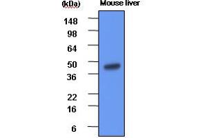 Western Blotting (WB) image for anti-Betaine--Homocysteine S-Methyltransferase (BHMT) (AA 1-406) antibody (ABIN6245670) (BHMT Antikörper  (AA 1-406))