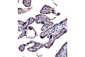IL9R Antibody immunohistochemistry analysis in formalin fixed and paraffin embedded human placenta tissue followed by peroxidase conjugation of the secondary antibody and DAB staining. (IL-9 Antikörper  (AA 170-199))