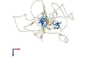 MAPK8IP1 Protein (AA 1-711) (His tag)