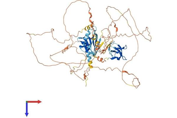 MAPK8IP1 Protein (AA 1-711) (His tag)