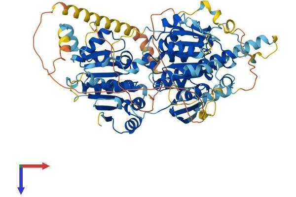 UTP25/DIEXF Protein (AA 1-772) (His tag)