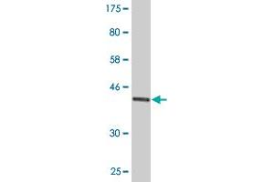 Western Blotting (WB) image for anti-Endothelial Differentiation Related Factor 1 (EDF1) (AA 1-148) antibody (ABIN522166)