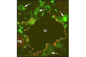 Immunofluorescence on a frozen section of a mouse embryo at day 13. (PROX1 Antikörper  (C-Term))