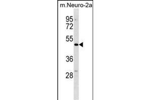 Mouse Dcdc2 Antibody (C-term) (ABIN1537217 and ABIN2850143) western blot analysis in mouse Neuro-2a cell line lysates (35 μg/lane). (DCDC2 Antikörper  (C-Term))