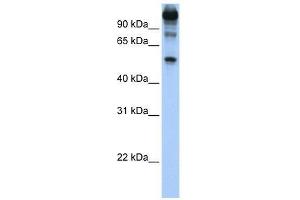 Western Blot showing FEZF1 antibody used at a concentration of 1. (FEZF1 Antikörper  (C-Term))