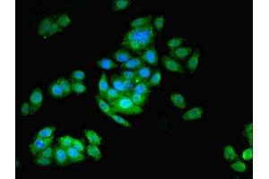 Immunofluorescence (IF) image for anti-ArsA Arsenite Transporter, ATP-Binding, Homolog 1 (ASNA1) (AA 1-348) antibody (ABIN7145033)