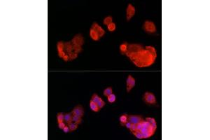 Immunofluorescence (IF) image for anti-Optic Atrophy 1 (Autosomal Dominant) (OPA1) (AA 661-960) antibody (ABIN6145031)