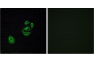 Immunofluorescence analysis of A549 cells, using OR2T2/2T35 Antibody.